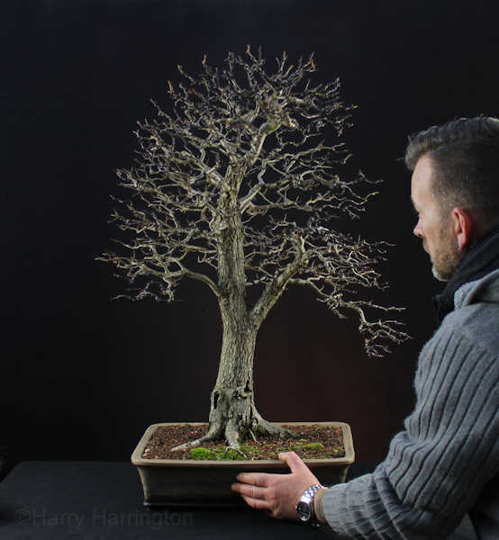 hawthorn bonsai